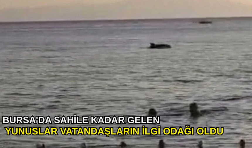 Bursa'da sahile kadar gelen yunuslar vatandaşların ilgi odağı oldu
