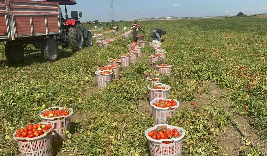 Bursa’da domates üreticisini zorlayan sulama suyu iddiası