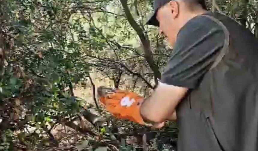 Bursa'da tedavisi yapılan üç yabani hayvan doğal yaşam alanına bırakıldı