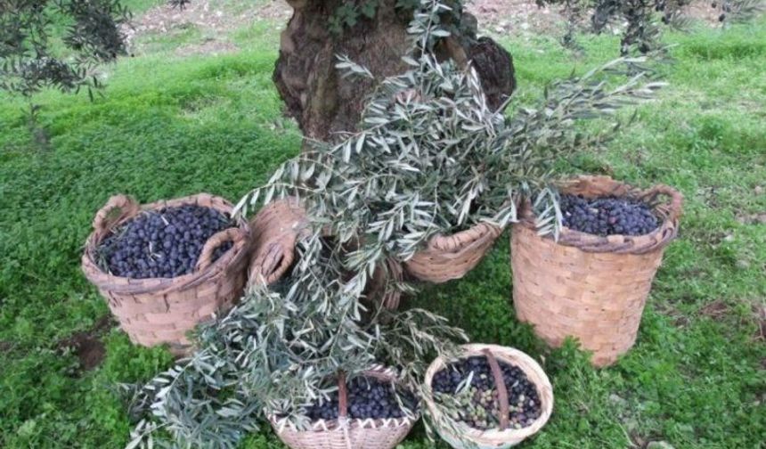 Bursa’da zeytin üreticileri dikkat! İlaçlama için tarih açıklandı
