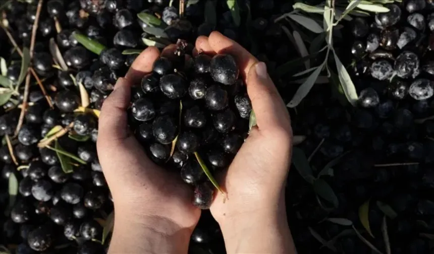 Zeytin sezonu yaklaşırken Bursa’da ihale duyurusu