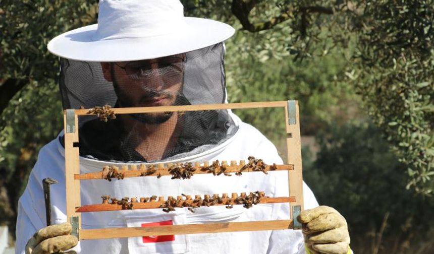 6 yıl yazılımcılık yaptı, rotasını Bursa’da arıcılığa çevirdi