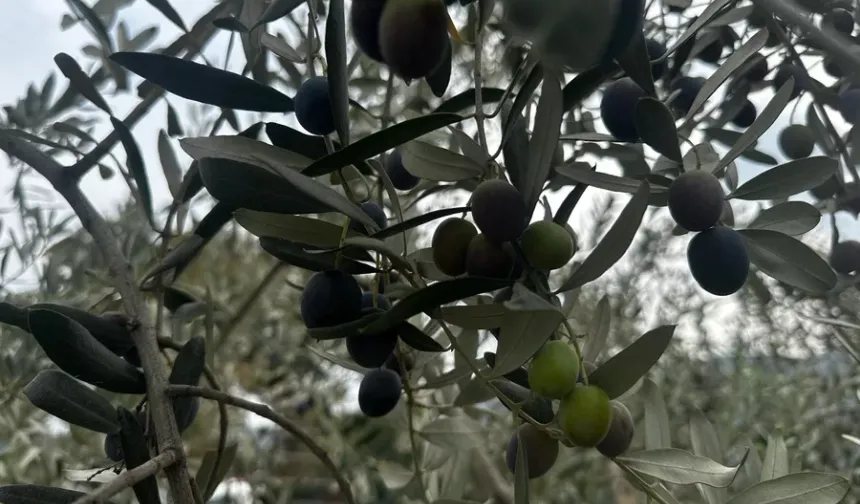 Bursa’da 290 bin ton zeytin üretimi bekleniyor! İşte beklenen üretim