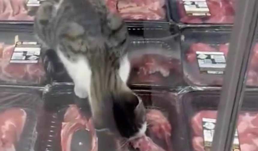 Bursa’da et reyonunda kedi görülmüştü! Denetim sonucu açıklandı